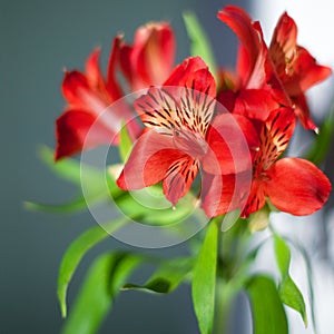 Red alstroemeria flowers with green leaves on gray background close up, bright pink lily flower bunch