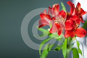 Red alstroemeria flowers with green leaves on gray background close up, bright pink lily flower bunch