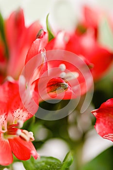 Red alstroemeria flowers on a light background