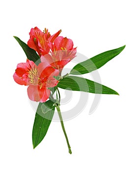 Red alstroemeria lily