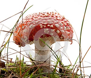 Red amanita