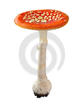 Red Amanita