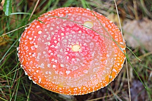 Red amanita close-up on a nature