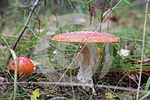 Red amanita close-up on a nature