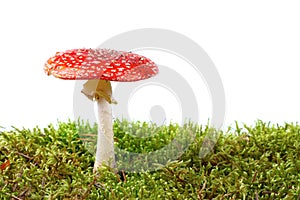 Red amanita in moss