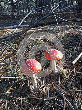 Red amanita