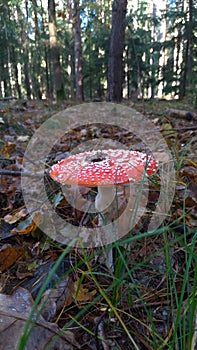 Red amanita muscaria