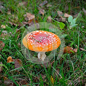 Red Amanita muscaria Fly Agaric fungi mushroom toadstool grows in the forest