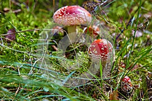Red amanita muscaria under a tree on a lawn
