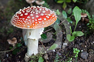 Red Amanita Mushroom