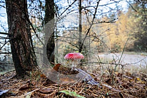 red amanita mushroom in forest