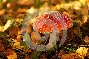 Red amanita mushroom photo