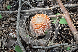 Red Amanita with red cap and white pimples poisonous mushroom