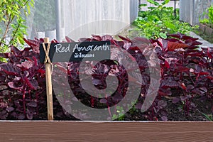 Red amaranth in backyard, Organic vegetables are grown in plots, healthy food