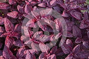 Red amaranth in backyard, Organic vegetables are grown in plots, healthy food