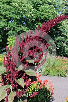 Red  amaranth blooms in a flower bed. Its flowers are bright and beautiful