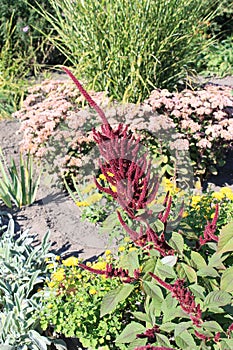 Red  amaranth blooms in a flower bed. Its flowers are bright and beautiful