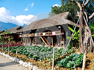 Red amaranth, cabbage, kohlrabi, leafy green vegetables at front yard garden of traditional Vietnamese house built on high stilts