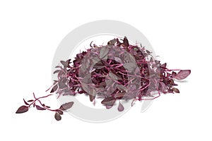Red Amaranth sprouts photo