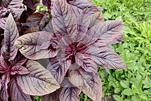 The red amaranth Valentina. Medicinal plant with purple leaves grows in the garden. photo