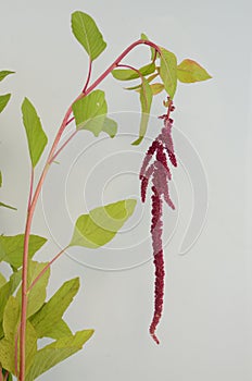Red amaranthus caudatus mira on white background photo