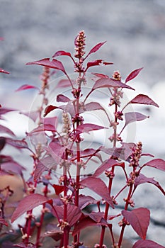 Red Amaranthus dubius, the red spinach, Chinese spinach, spleen amaranth It belongs to the economically important family