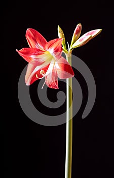 Red amarilis flower photo