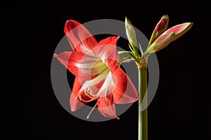 Red amarilis flower photo