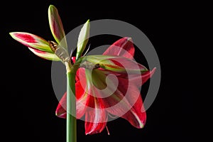 Red amarilis flower photo