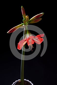 Red amarilis flower photo