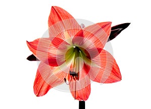 Red amarilis flower photo