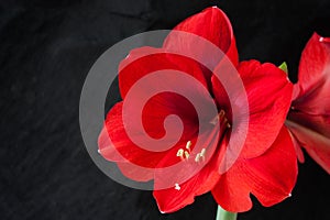 Red amarillis flower