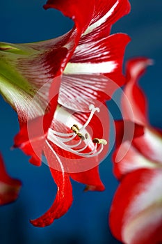 Red amarillis flower, macro