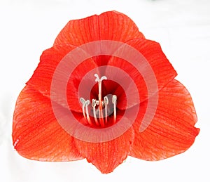 Red amaryllis