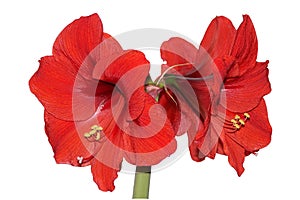 Red Amaryllis photo