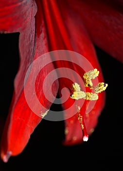 Red Amaryllis abstract