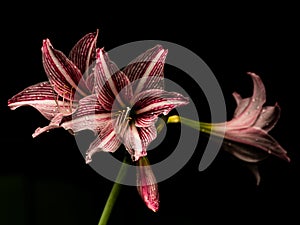 Red Amaryllis Belladona flower blooming in a close up