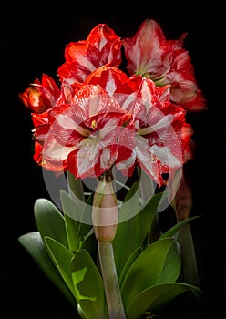 Red Amaryllis flower over black background