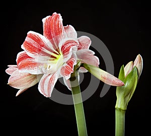 Red amaryllis on black