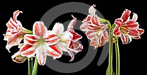 Red amaryllis on a black background