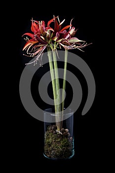 Red amaryllis on black background