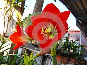 Red amaryllis bloom