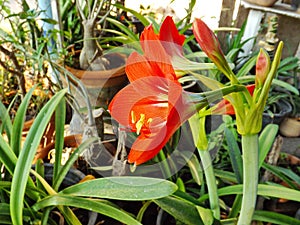Red amaryllis bloom