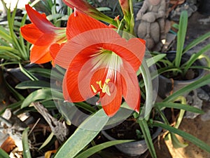 Red amaryllis bloom