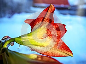 red amaryllis bud in a pot on the windowsill has almost opened