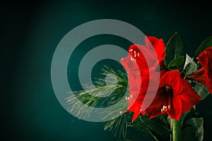 Red amaryllis on dark green blue background.