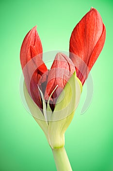 Red Amaryllis flower