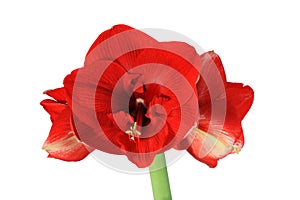 Red amaryllis flower