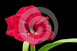 Red amaryllis flower on a black isolated background, free space