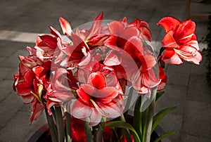 Red Amaryllis flower blooms